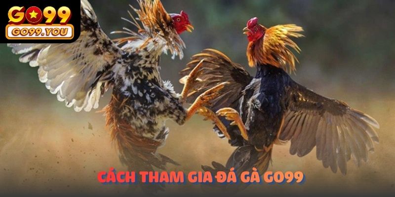 Cách tham gia cá cược Đá Gà Go99 chi tiết nhất