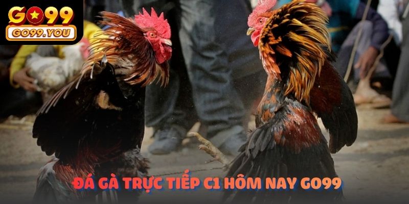 Đá gà trực tiếp C1 hôm nay go99