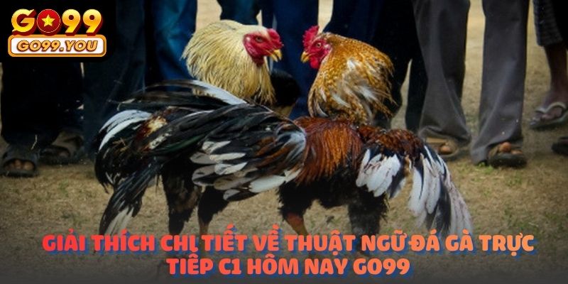 Giải thích chi tiết về thuật ngữ Đá gà trực tiếp C1 hôm nay go99