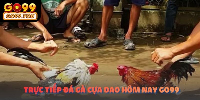 Trực tiếp đá gà cựa dao hôm nay​ go99