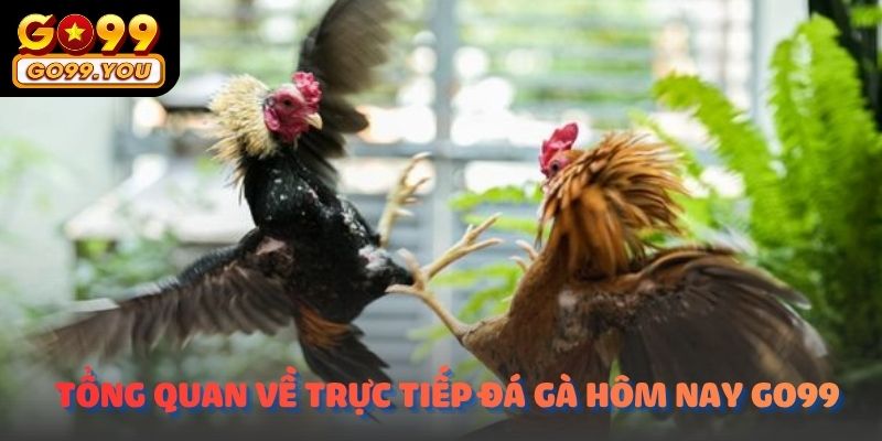 Tổng quan về Trực tiếp đá gà cựa dao hôm nay GO99 trong năm 2026